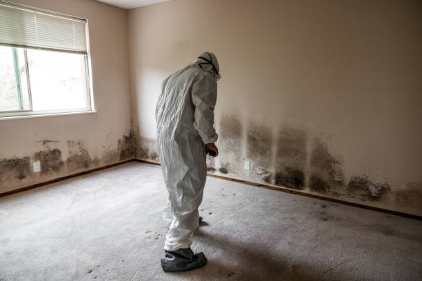 Professional Mold Remediation in North Judson, IN